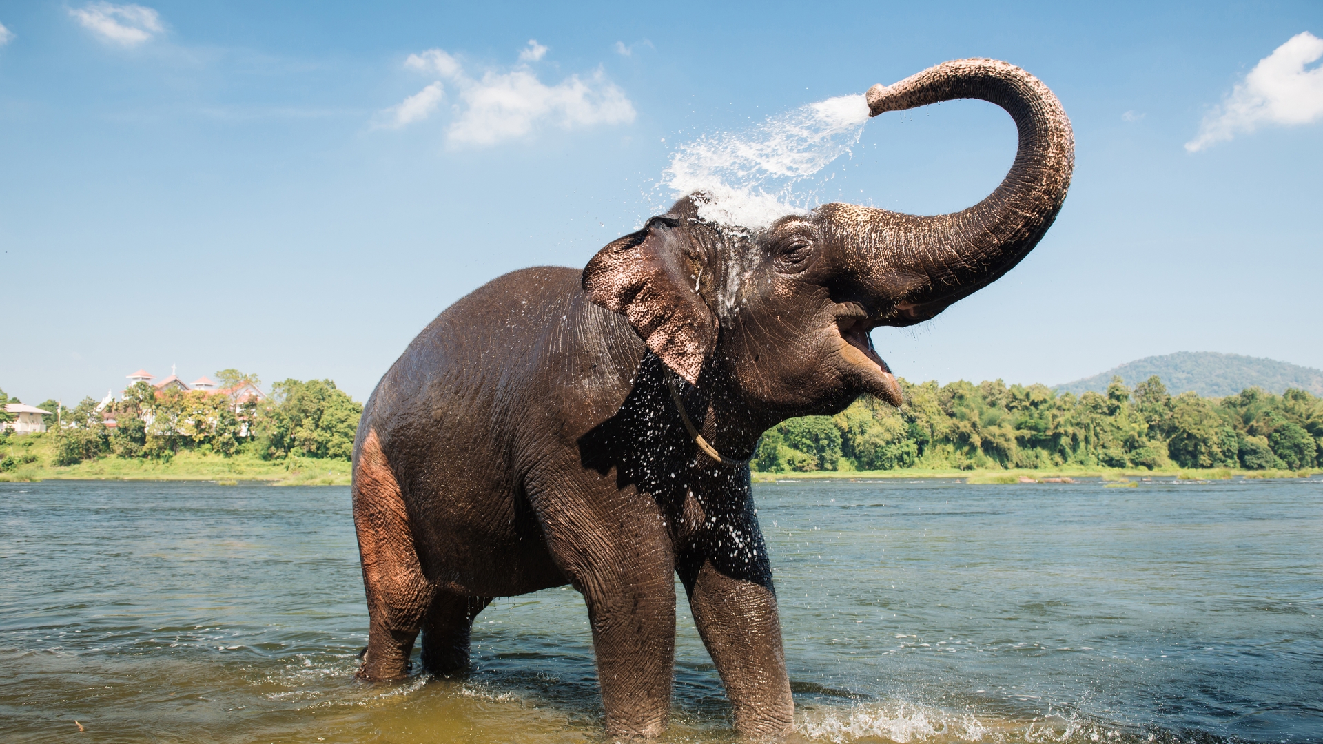 Elephant washing on southern banks of the periyar river at Kodanad training center