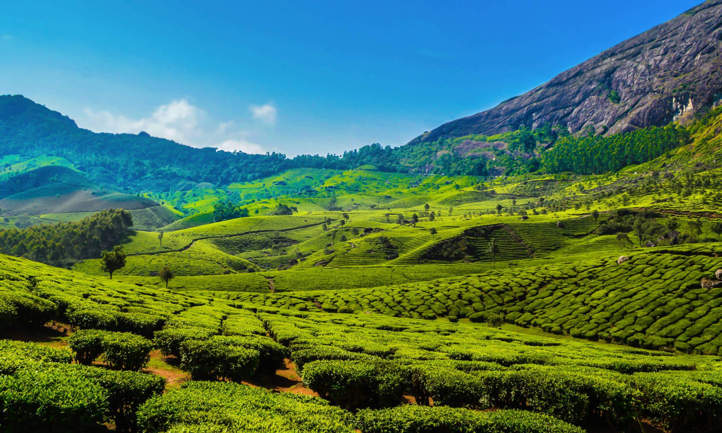 Munnar-Tourism-Kerala