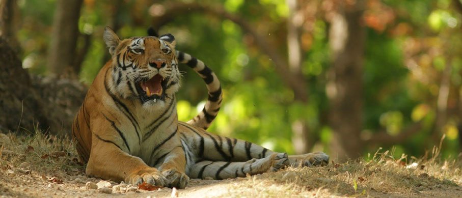 periyar tiger reserve