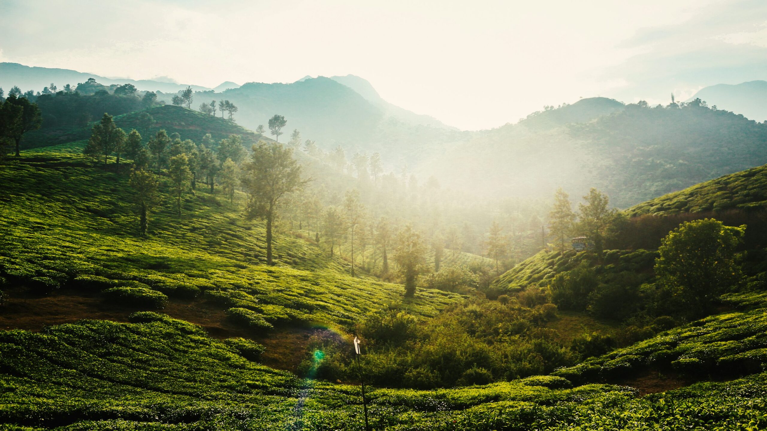 wayanad tour from uk